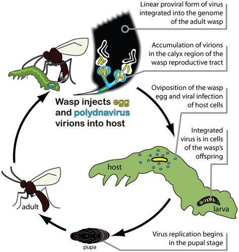 Insects Free Full Text Polydnaviruses Of Parasitic Wasps