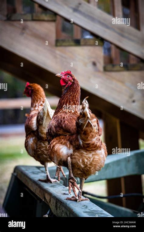 Vertical Shot Of The Chickens On The Farm Stock Photo Alamy