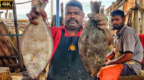 Kasimedu Speed Selvam Nakku Fish Cutting Video K Video Km Fish