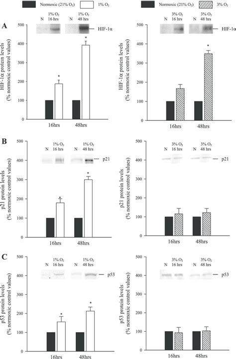 Nuclear Levels Of Hypoxia Inducible Factor Hif A P B And