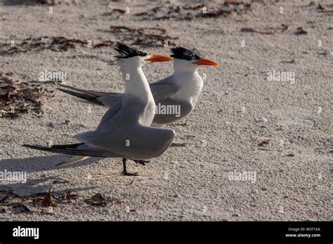 Royal Terns On A Florida Beach Stock Photo Alamy