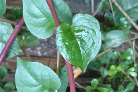 Red Stemmed Malabar Spinach Brooklyn Botanic Garden