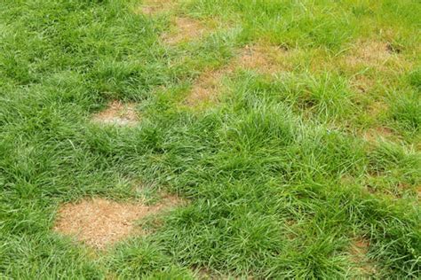 How To Fix Patchy Grass Bare Spots In Your Lawn The Boston Bulb