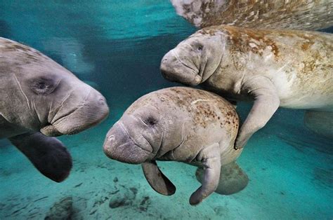 Record Number of Manatees Spotted in Florida