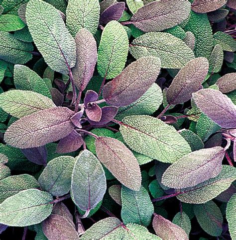 Sage Purple Plant Source International