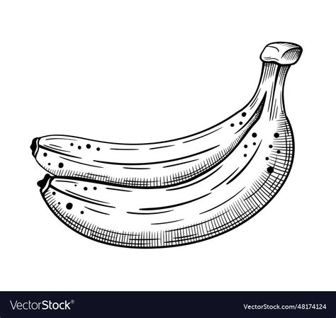 Hand Drawn Bananas Sketch Isolated On White Vector Image