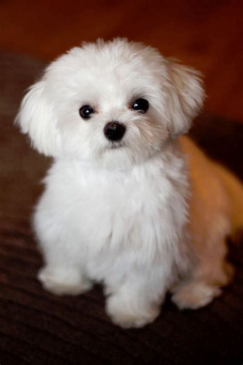 Maltese Puppy On Wooden Floor