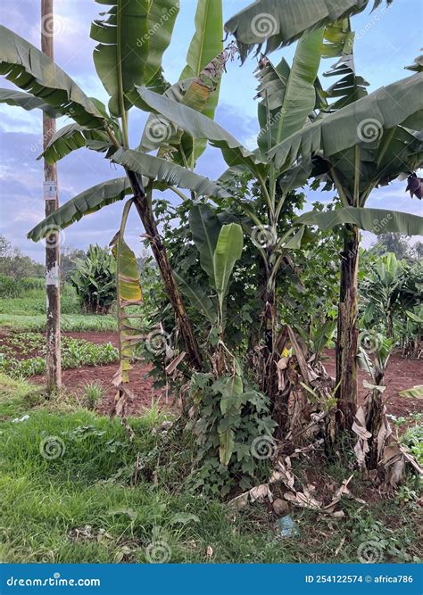 Banana Plantains on Farm in Kiambu in Nairobi Kenya Stock Photo - Image