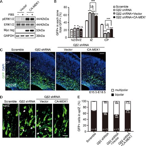 The Erk Pathway Is Involved In The G Regulated Multipolar Bipolar