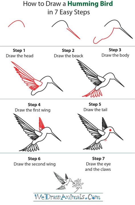 Como Dibujar Un Colibri Paso A Paso How To Draw A Hummingbird Images