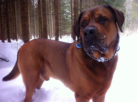 Mastiff Rottweiler Mix Rottweiler Mastiff Mix | Dog Breeds Picture