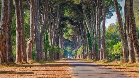 Bing Image Regional Park Of Migliarino San Rossore Massaciuccoli