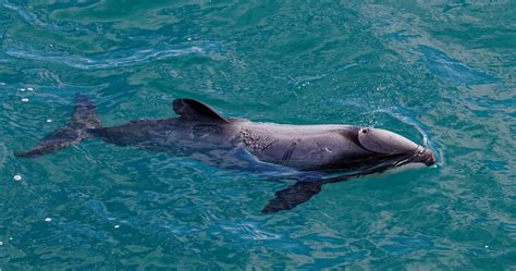 maui dolphins kasm kiwis  seabed mining  zealand