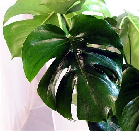 Split Leaf Philodendron Grow And Care Tips Philodendron Plant