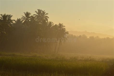 Sunrise in the Rice or Paddy Field Stock Image - Image of green, tree ...