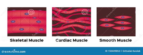 Cardiac Muscle Diagram