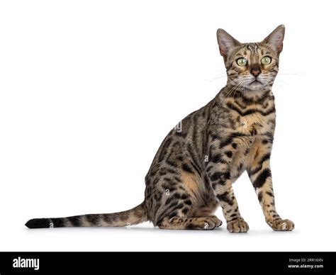 Majestic Adult Black Tabby Spotted Bengal Cat Sitting Up Side Ways