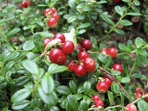 Wild Cranberries In The Arctic Fruit Berries Cranberry