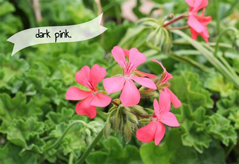 Dark Pink In 2020 Dark Pink Pink Geraniums