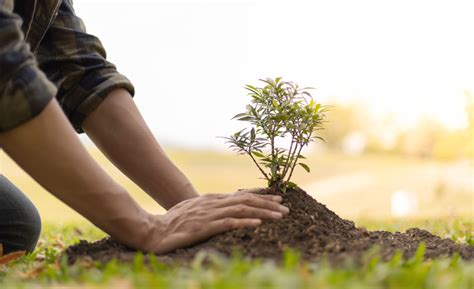 Giornata Nazionale Degli Alberi Presentato Il Progetto Educativo Un