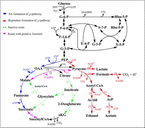 Metabolic Map Of The Central Metabolism Of A Succinogenes Metabolites