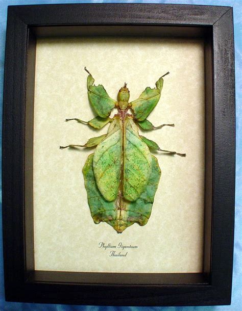 Phyllium giganteum Female - Walking Leaf Insect - Real Framed Insect