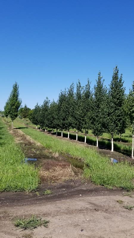 Photo Gallery Oak Prairie Nursery Plant A Tree Not A Stick