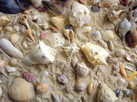 She Sells Seashells By The Seashore