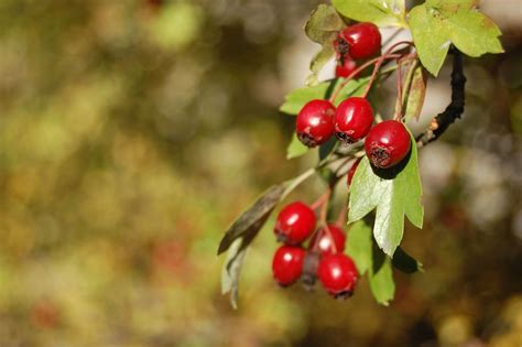 Free picture: berry, fruit, tree, leaf, plant, food, nutrition