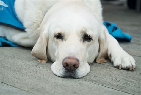 Cachorro verme sintomas e causas da doença Petz