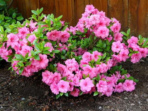 Common Azalea Problems Azalea Diseases And Azalea Plant Pests