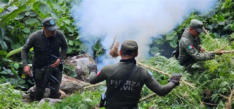 Autoridades Localizan E Incineran Plantas De Mariguana En Veracruz