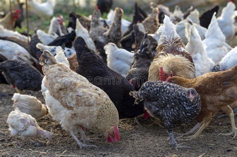 Hens And Rooster In The Home Henhouse Stock Photo Image Of Feather