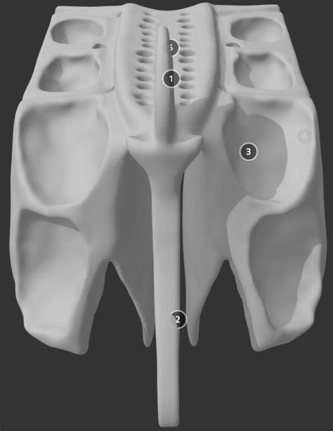 Ethmoid Bone Anterior Diagram Quizlet