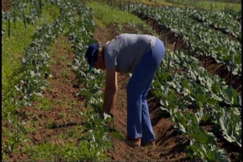 Estiagem causa prejuízos em lavouras e preocupa agricultores de