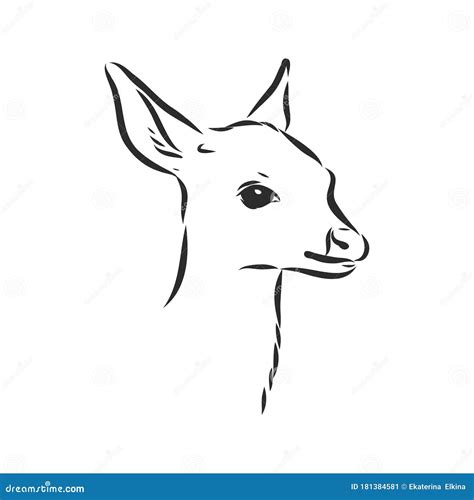 Young Deer Vector Silhouette. Fawn, Vector Sketch Illustration Stock ...