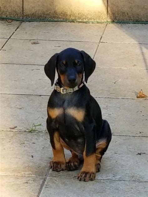 Doberman Puppy 8 Weeks Old Dobermanpuppies Doberman Doberman Puppy