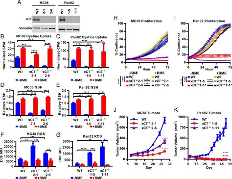 Cystineglutamate Antiporter XCT Deficiency Suppresses Tumor Growth