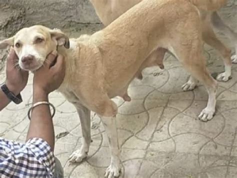 Vasai Senior Citizen Booked For Having Unnatural Sex With A Stray Dog