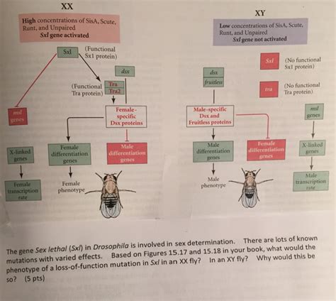 Solved The Gene Sex Lethal Sxl In Drosophila Is Involved