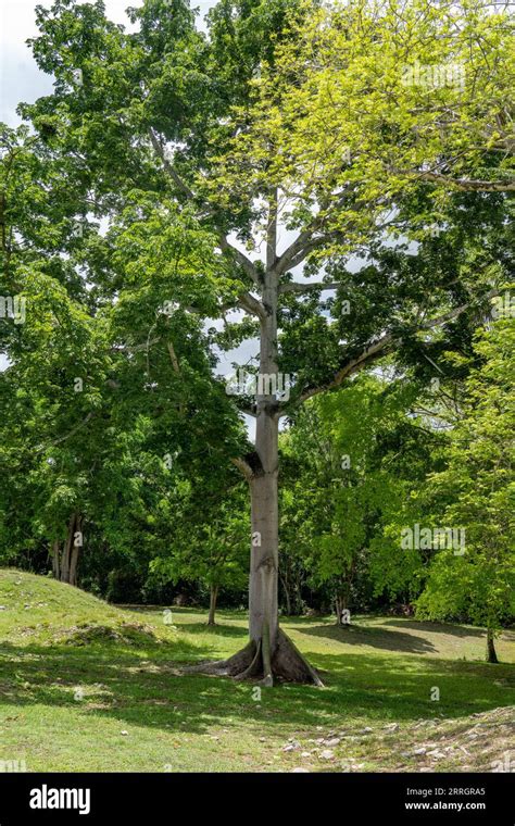 A Kapok Or Ceiba Tree Ceiba Pentandra In The Altun Ha Archeological