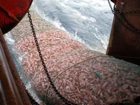 Hauling In A Big Catch On A Freezing Trawler Fishing In Iceland