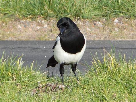 Corvidae - Crows and Magpies - BRITISH NATURE GUIDE