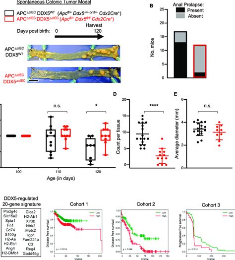 DDX5 Promotes Colonic Tumorigenesis In Apc Mutant Mice A