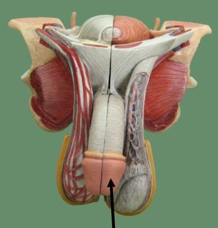 TCC Bio 142 Lab Male Reproductive System Flashcards Quizlet