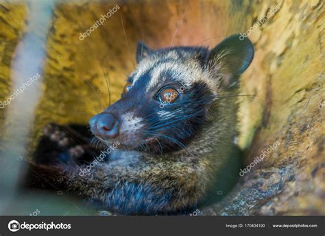 La civette animale est utilisée pour la production de gourmet plus cher ...