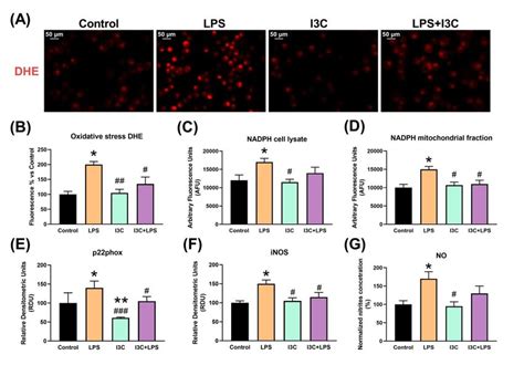 I3c Prevented Lps Induced Oxidative Stress In Mouse Bv 2 Cells A I3c