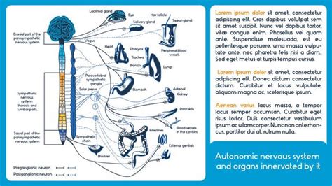 Autonomic Nervous System Free Stock Vectors