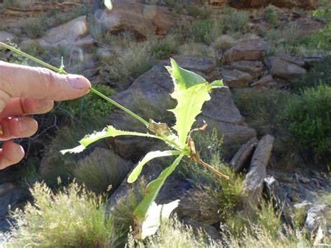 Kyffhäuser Flora Launaea Intybacea