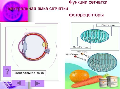 Орган зрения. Зрительный анализатор - online presentation